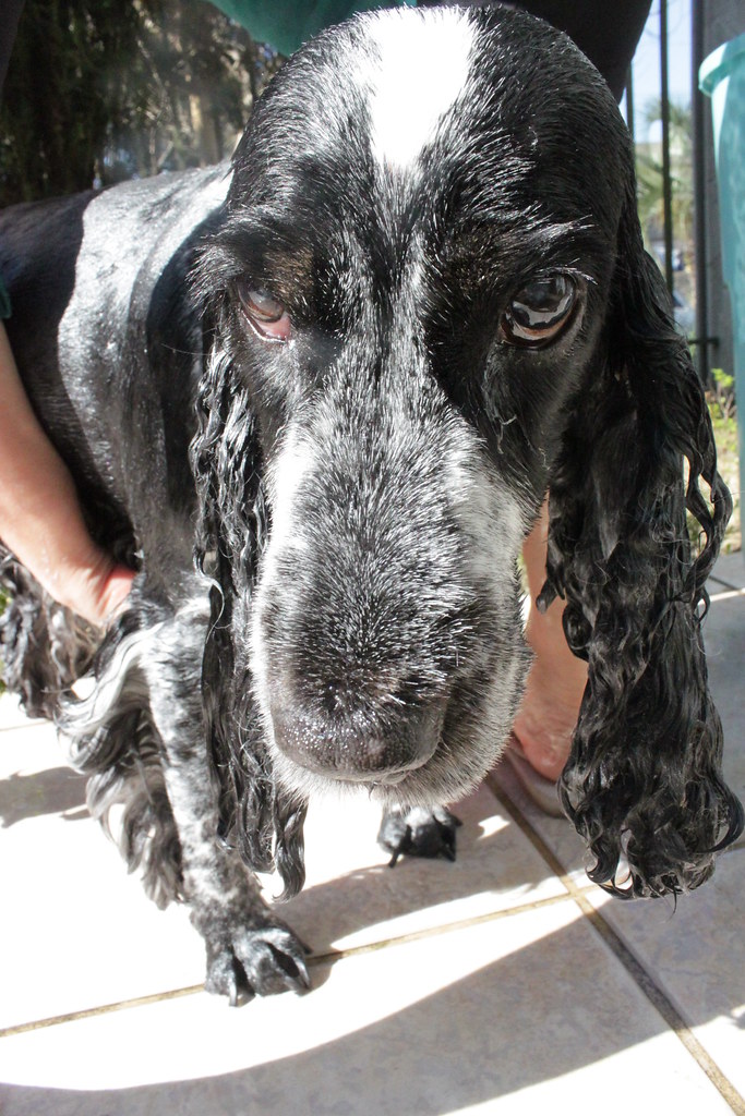 Cão cocker spaniel recém-banhado, com o pelo molhado