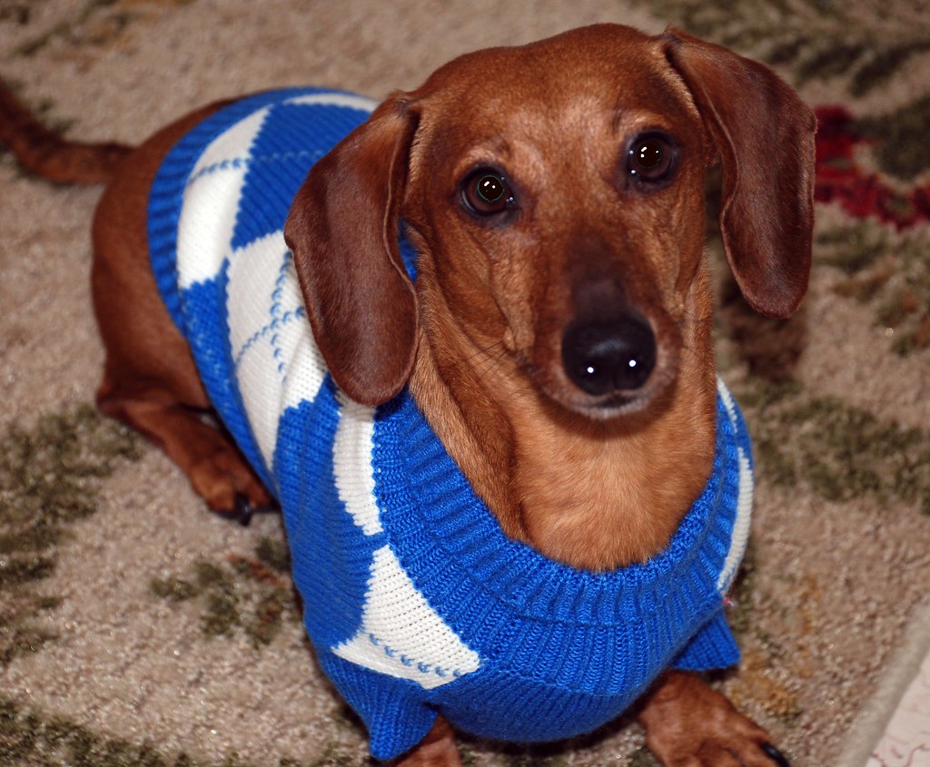 Cão dachshund vestindo uma malha de tricô azul e branca